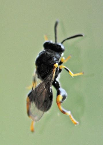 Brachymeria tibialis